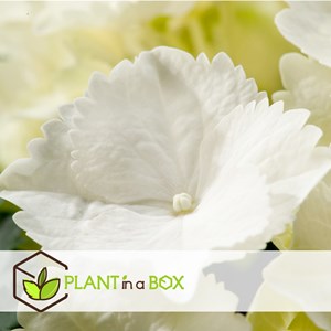 Hydrangea macrophylla blanc - 3