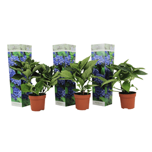 Hydrangea macrophylla bleu - lot de 3