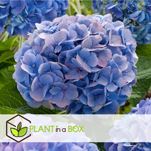 Hydrangea macrophylla bleu - 3