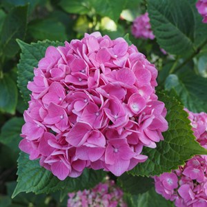 Hydrangea macrophylla - 6
