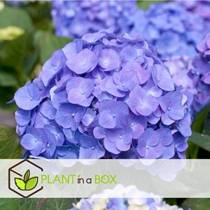 Hydrangea macrophylla - 6