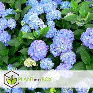 Hydrangea macrophylla - 6