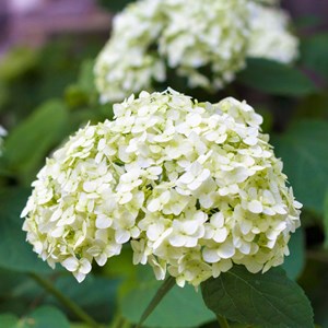Hydrangea macrophylla - 3