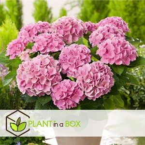 Hydrangea macrophylla - 3