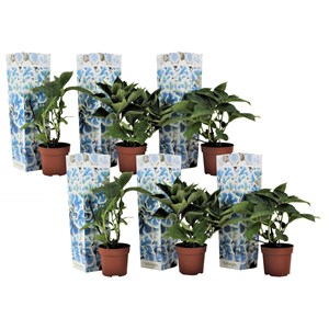 Hydrangea bicolor bleu - 6