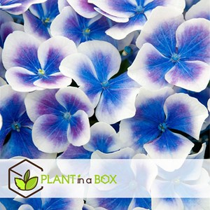 Hydrangea bicolor bleu - 6