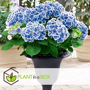 Hydrangea bicolor bleu - 6