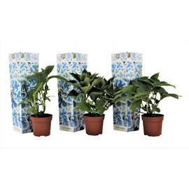 Hydrangea bicolor blue - 3