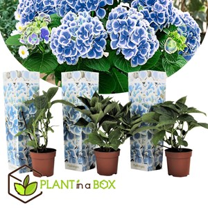 Hydrangea bicolor blue - 3