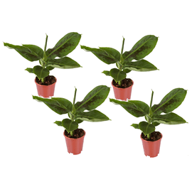 Bananier dintérieur musa dwarf - 4