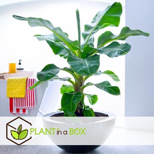 Bananier dintérieur musa dwarf - 4