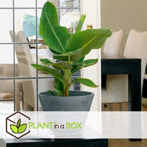 Bananier dintérieur musa dwarf - 2