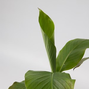 Bananier musa basjoo - 6