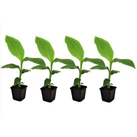 Bananier musa basjoo - 4