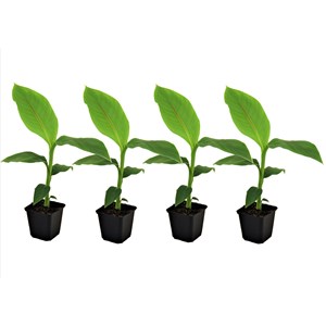 Bananier musa basjoo - 4