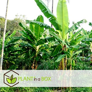 Bananier musa basjoo - 4