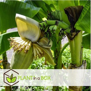 Bananier musa basjoo - 4