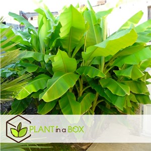 Bananier musa basjoo - 2