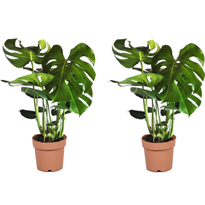 Monstera deliciosa swiss cheese plant x2