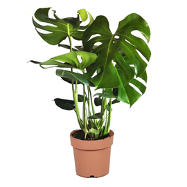 Monstera deliciosa  swiss cheese plant