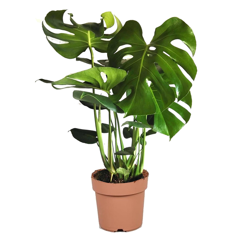 Monstera deliciosa swiss cheese plant