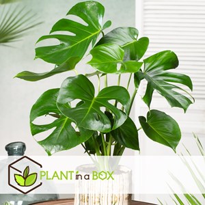 Monstera deliciosa  swiss cheese plant