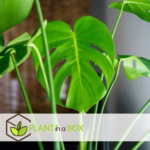 Monstera deliciosa  swiss cheese plant