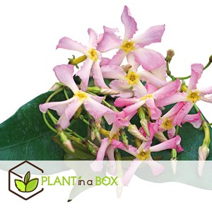 Jasmin toscan rose - 3