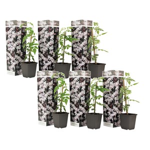 Jasmin jasminum officinale - 6