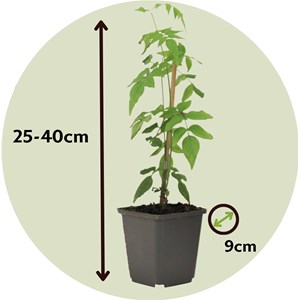 Jasmin jasminum officinale - 6