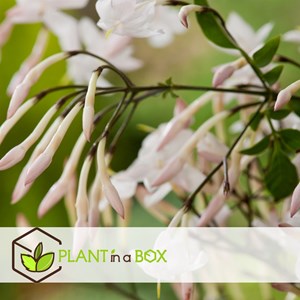 Jasmin jasminum officinale - 6