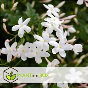 Jasmin jasminum officinale - 6