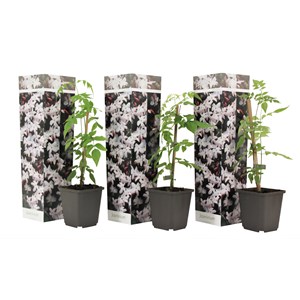 Jasmin jasminum officinale - 3