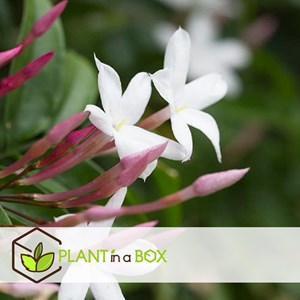 Jasmin jasminum officinale - 3