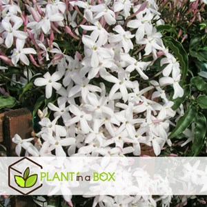 Jasmin jasminum officinale - 3