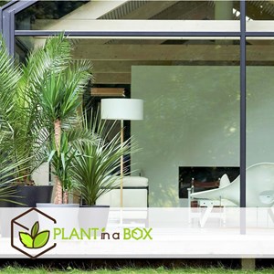 Palmier dintérieur - 6 + pokon