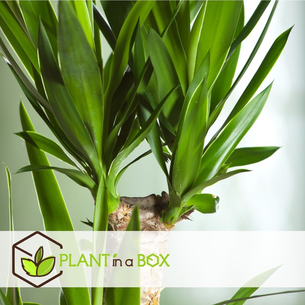Plant In A Box - Washingtonia Robusta - Mexicaanse Waaierpalm - Pot