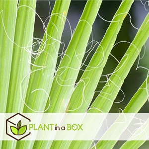 Palmier dintérieur - 6 + pokon