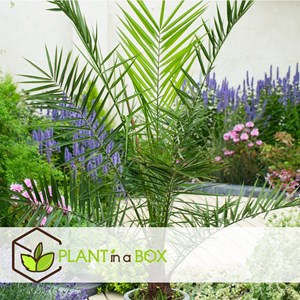 Palmier dintérieur - 6