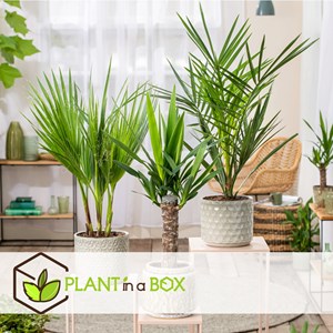 Palmier dintérieur - 3 + pokon