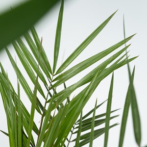 Palmier dintérieur - 3 + pokon