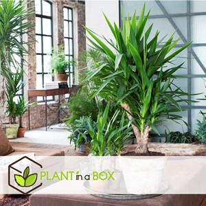 Palmier dintérieur - 3