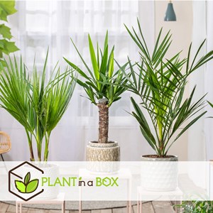 Palmier dintérieur - 3