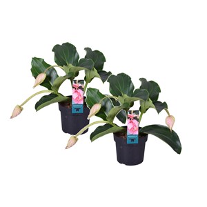 Medinilla magnifica pinatubo - 2