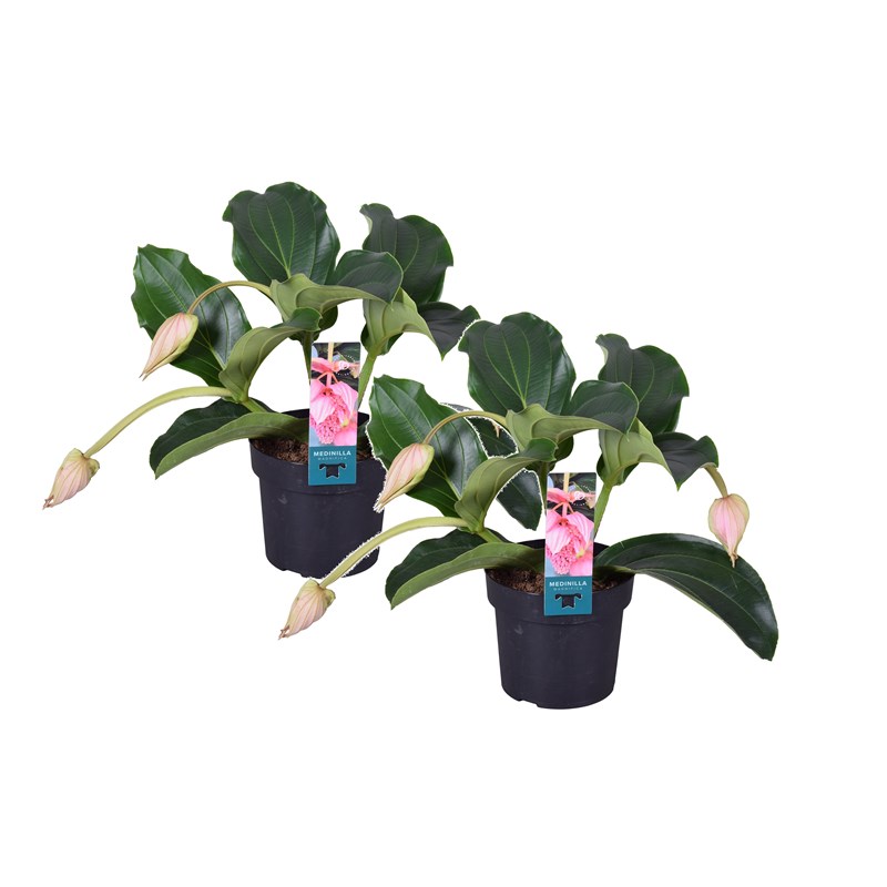 Medinilla magnifica pinatubo - 2