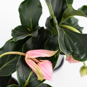 Medinilla magnifica pinatubo - 2