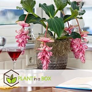 Medinilla magnifica pinatubo - 2