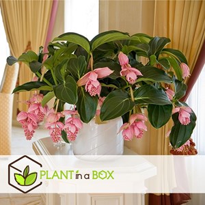 Medinilla magnifica pinatubo - 2