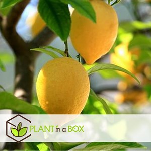 Fruitiers méditerranéens - 8