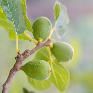 Fruitiers méditerranéens - 4